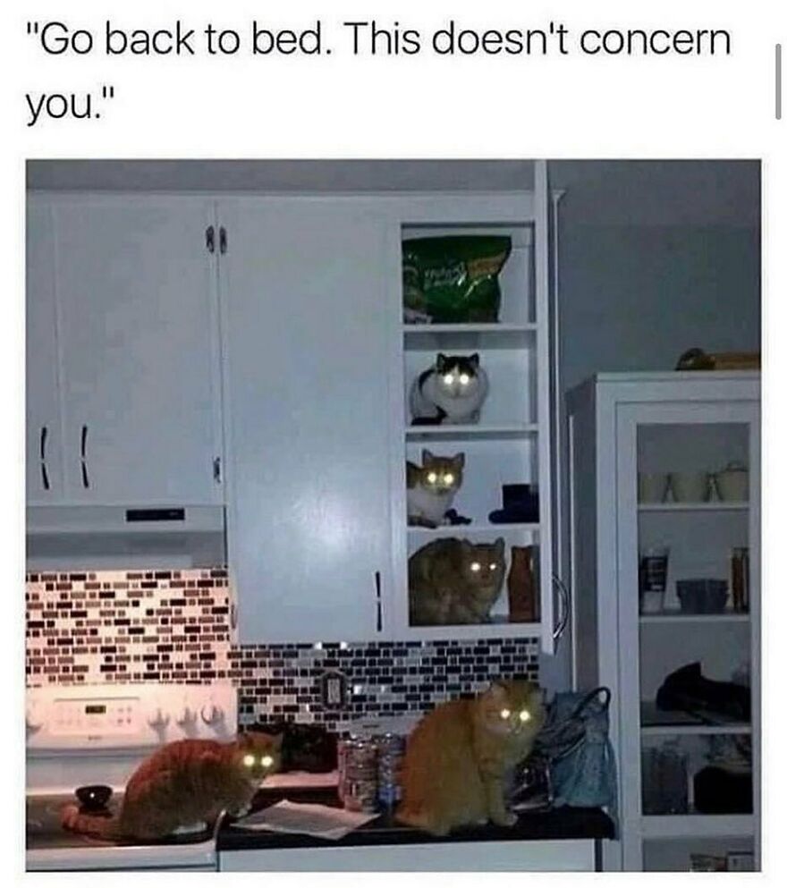 Several cats with glowing eyes stacked inside kitchen cabinets and on the countertop, featured in funny cat memes.