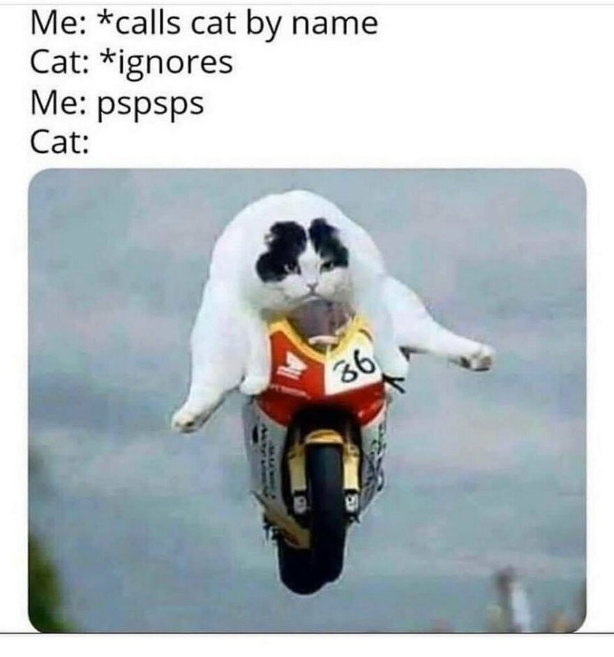 Cat meme showing a cat ignoring calls and riding a motorbike, combining chucklesome cat memes and internet humor.