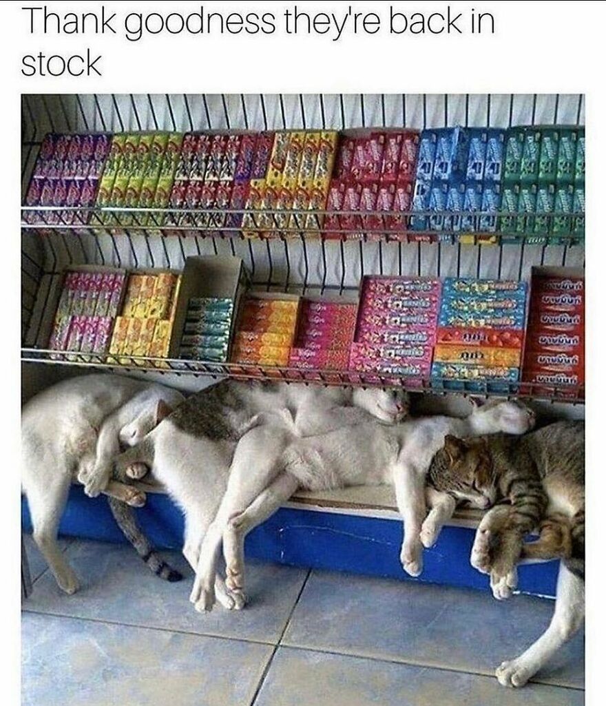 Several cats are humorously sprawled and sleeping on a store shelf beneath colorful candy boxes in a cat memes image.