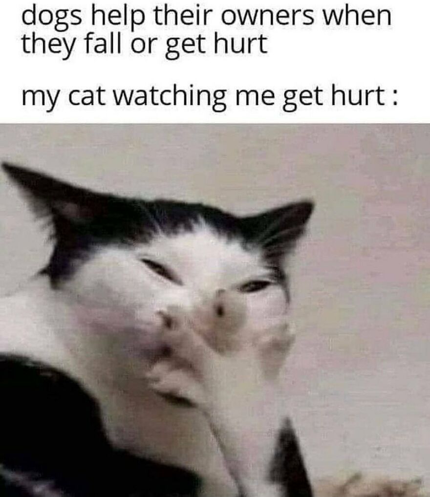 Cat meme showing a black and white cat covering its face humorously, illustrating funny cat internet humor.