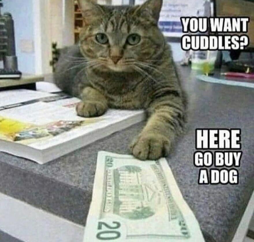 Tabby cat on desk with paw on cash, humorous cat meme combining chucklesome cat memes and internet humor.
