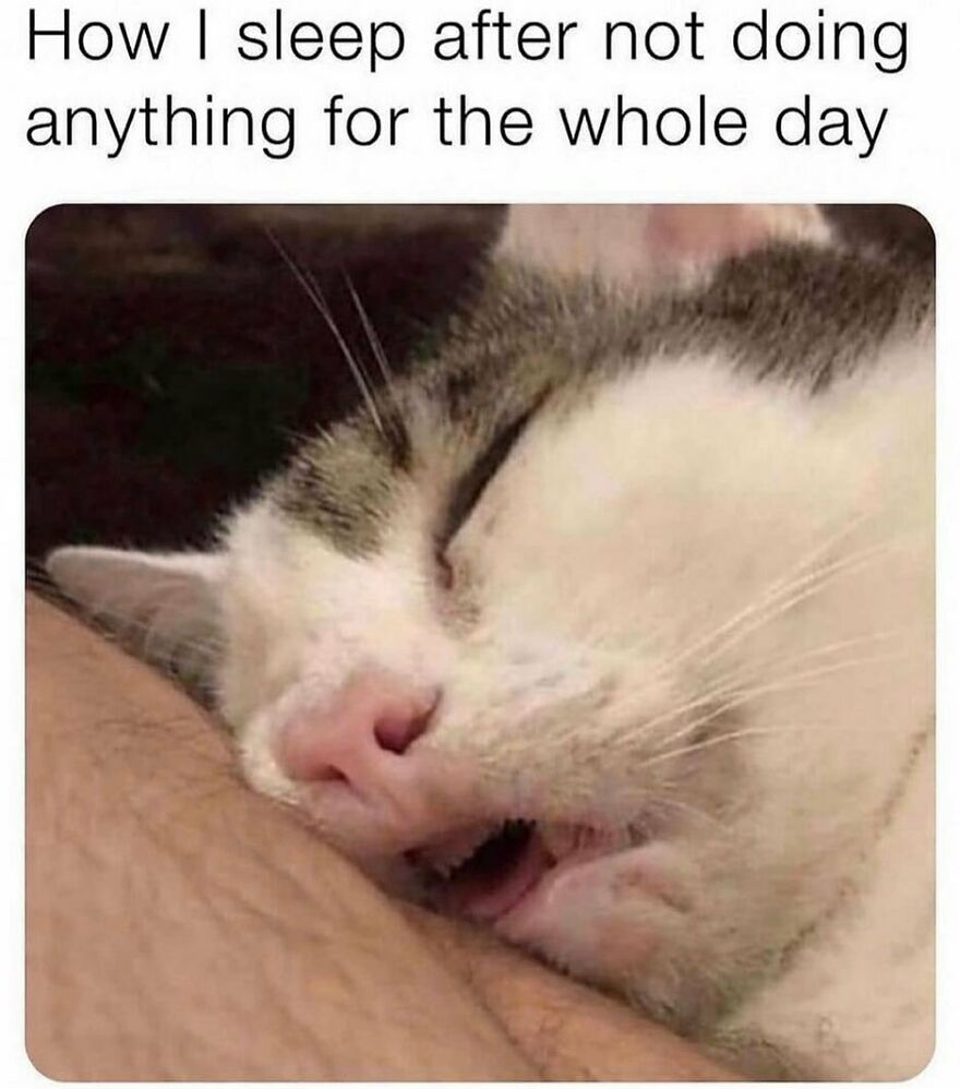 Sleeping cat resting its head on an arm, illustrating a funny moment from popular chucklesome cat memes on the internet.