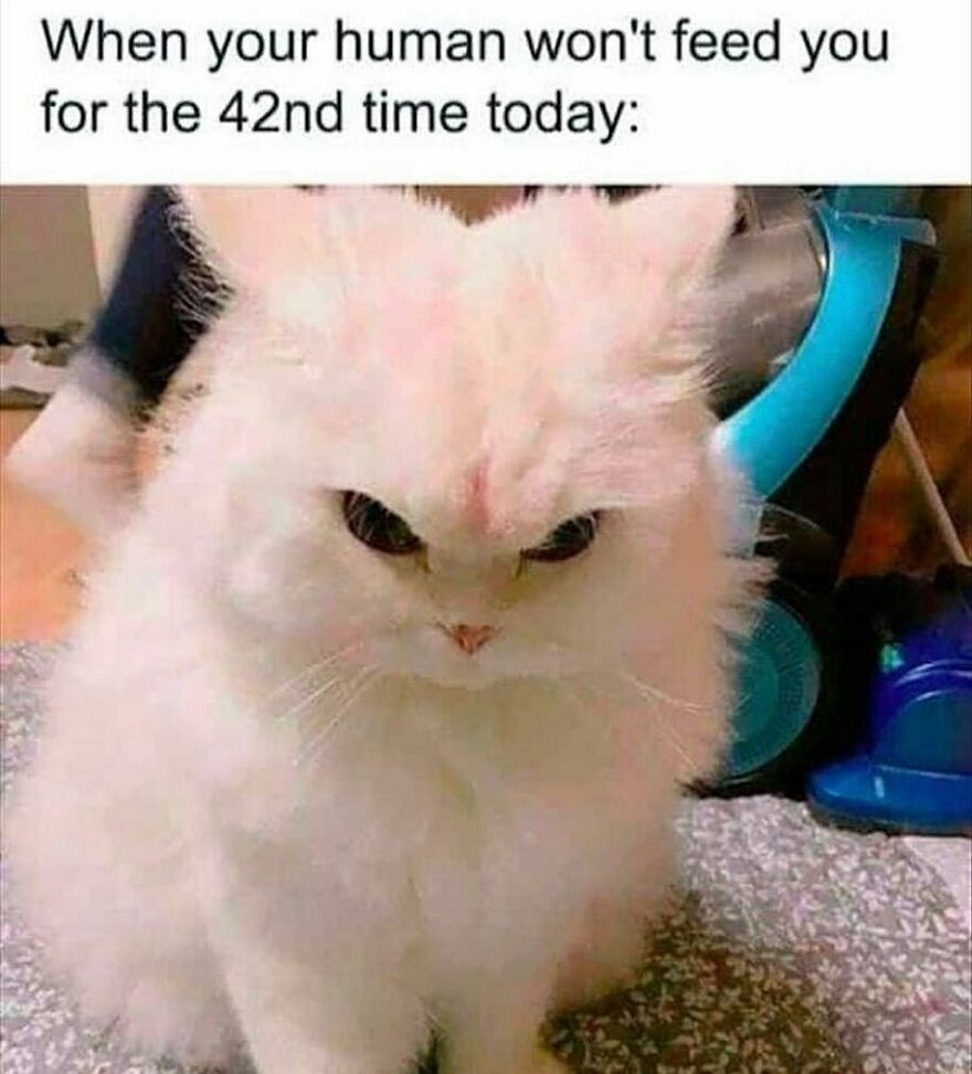 Fluffy white cat with angry expression, illustrating chucklesome cat memes about human feeding struggles.