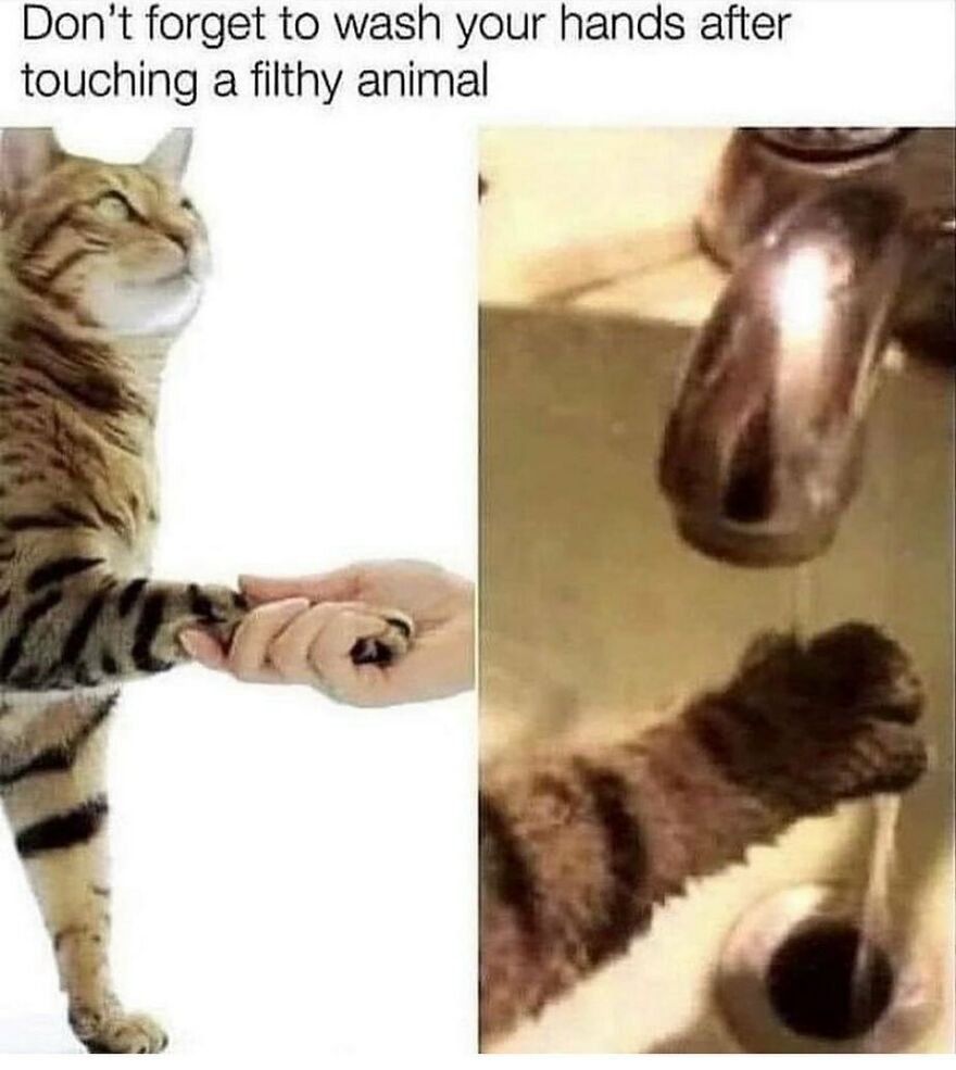 Cat meme showing a cat holding a human hand and a cat paw under running water as a funny hygiene reminder
