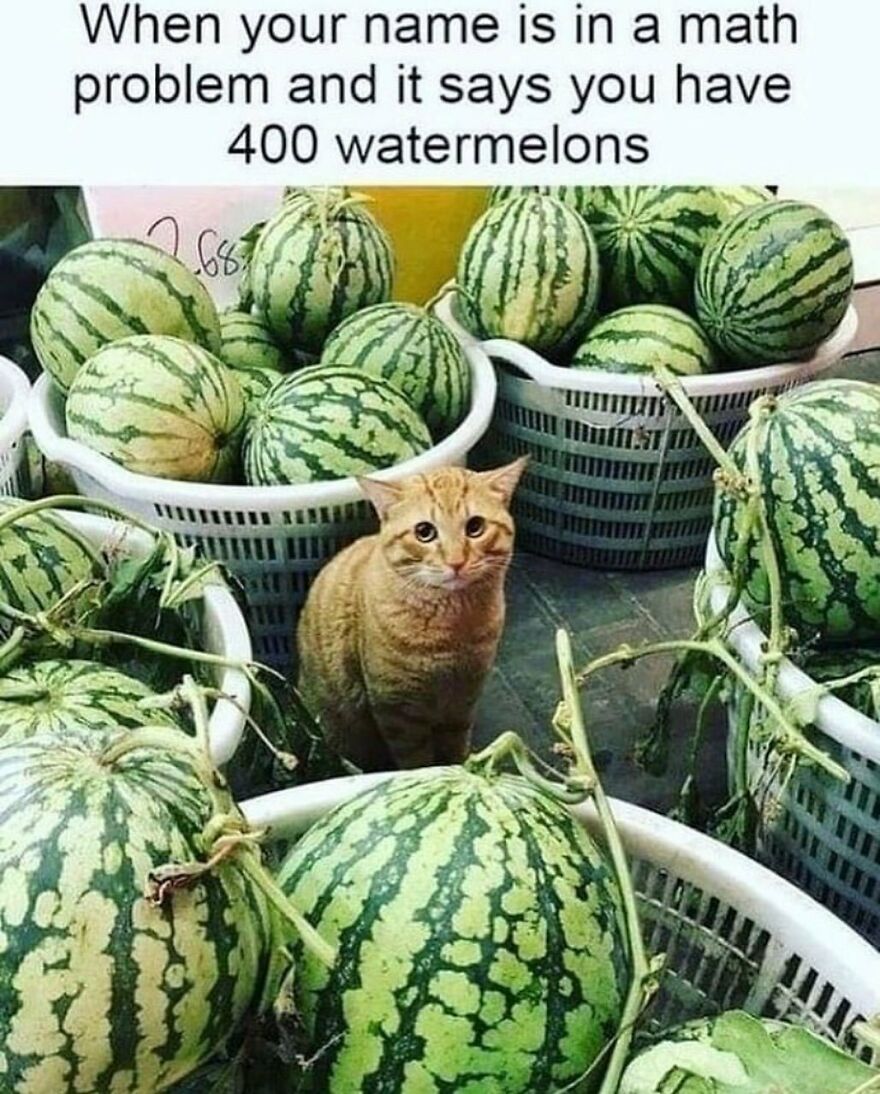 Orange cat sitting among baskets of watermelons, illustrating a chucklesome cat meme combining internet humor and cats.