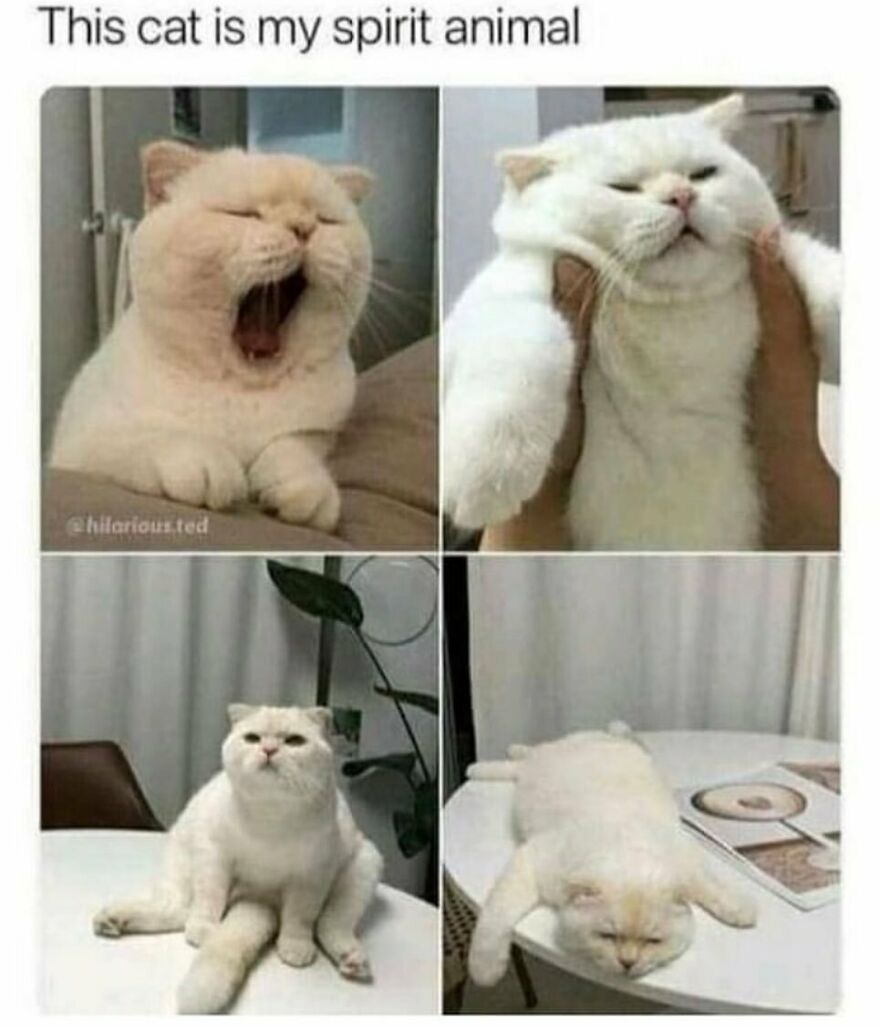 Four funny cat meme photos showing a white cat yawning, being squeezed, sitting awkwardly, and lying flat on a table.