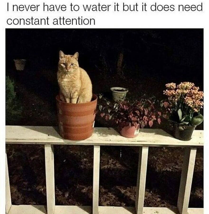 Orange cat sitting in a flower pot at night with caption about needing constant attention in chucklesome cat memes.