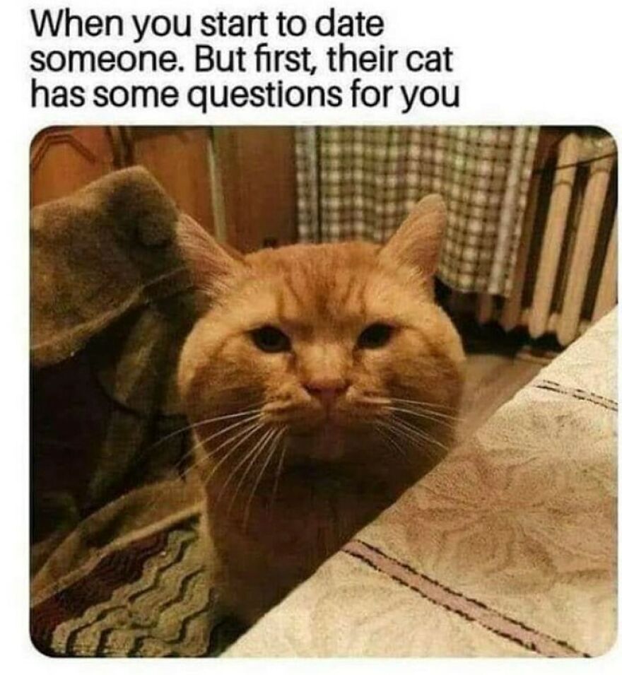 Close-up of a chucklesome cat meme featuring an orange cat with a serious face, highlighting cat humor on the internet.