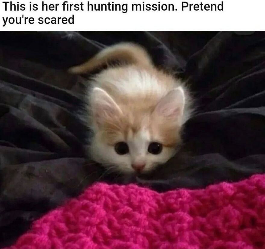 Kitten on a dark blanket pretending to hunt, a cute cat meme combining humor and internet cat love.