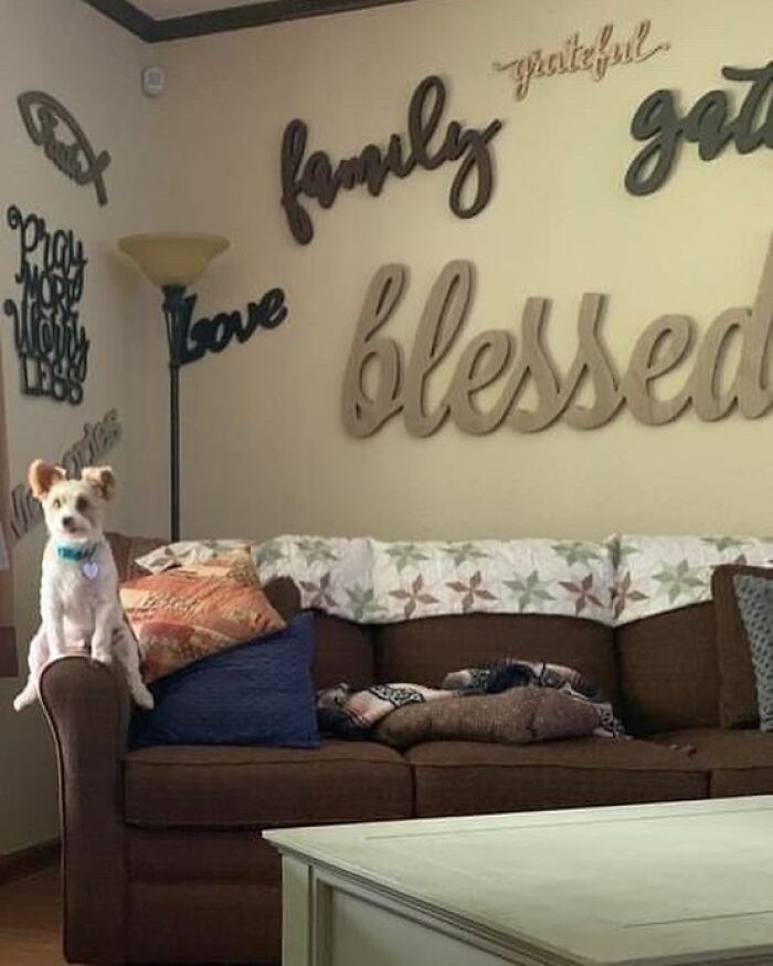 Small dog sitting on armrest of brown couch in living room with oversized positive word wall decor design disaster.
