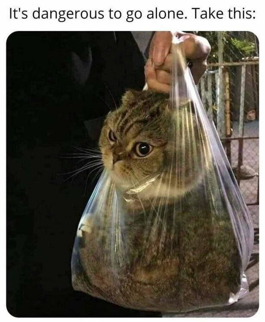 A chubby cat inside a plastic bag with a funny caption, one of many chucklesome cat memes popular on the internet.