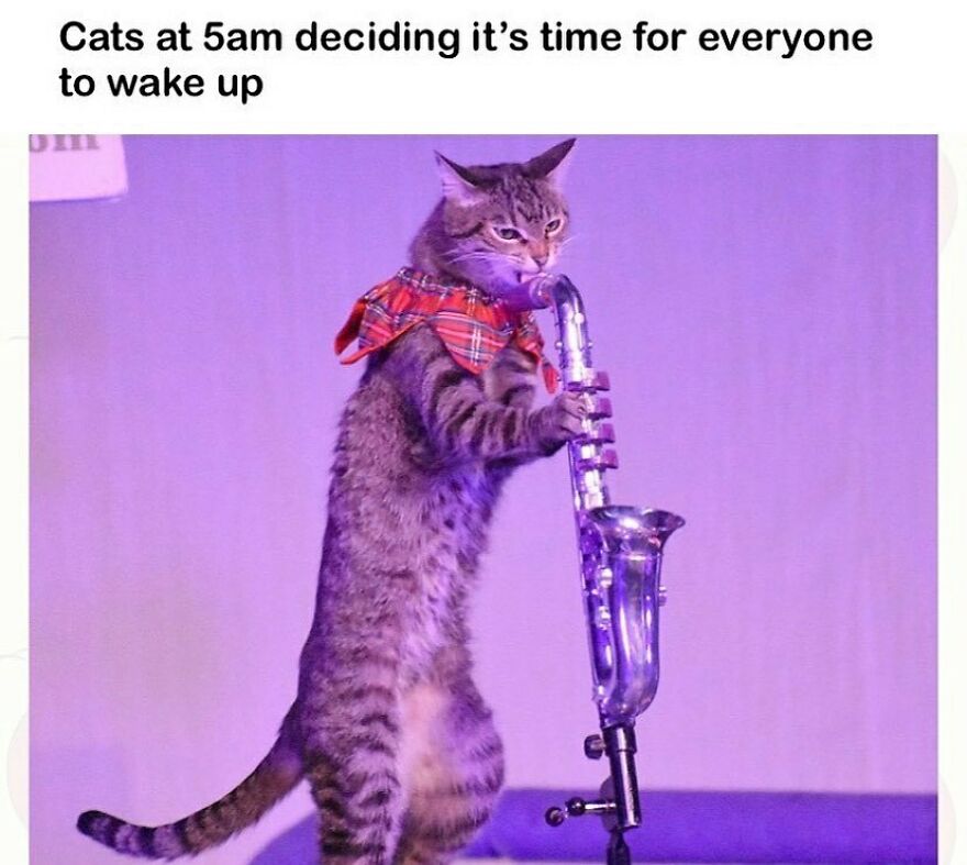 Tabby cat wearing a bow tie, standing on hind legs and playing a saxophone in a humorous cat meme.