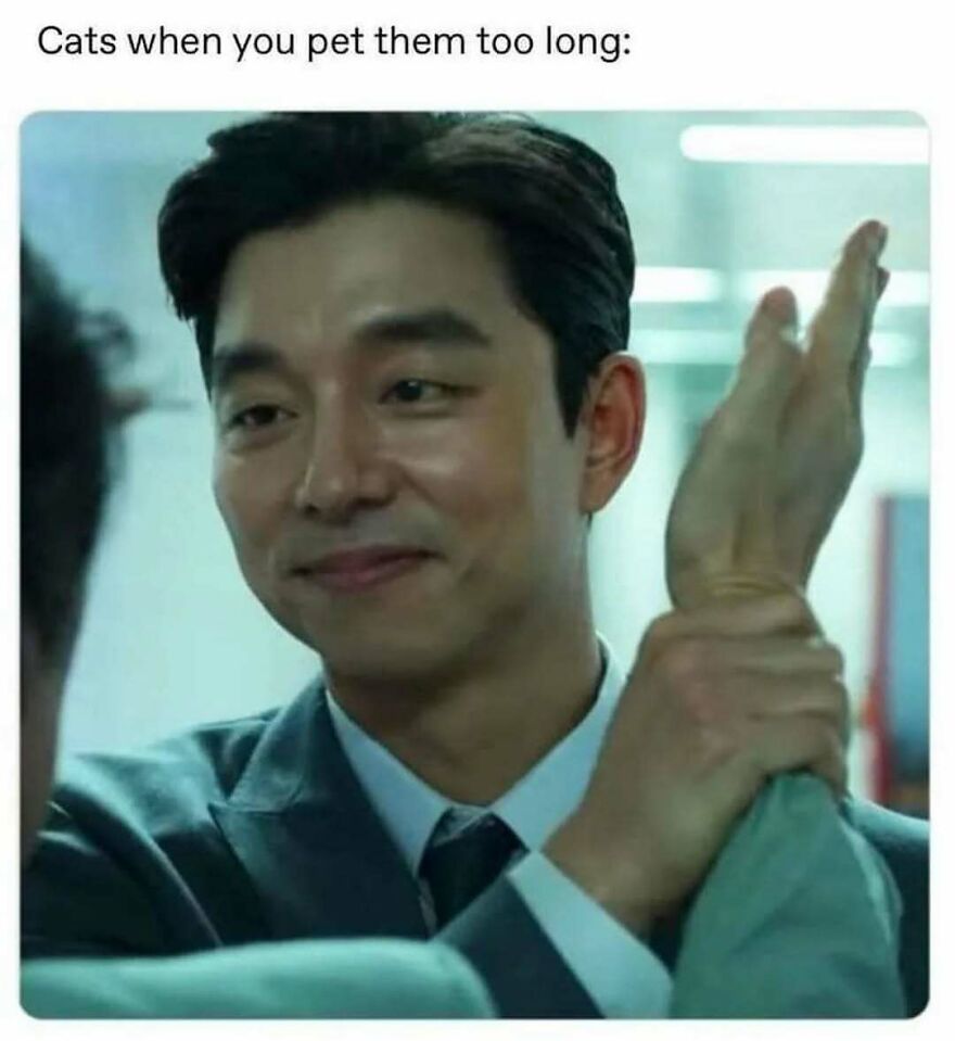 Man in suit gently holding someone's wrist with caption about cats being pet too long in chucklesome cat memes.