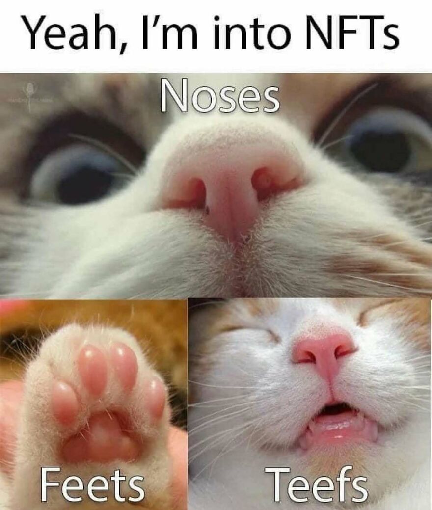 Close-up of a cat’s nose, paw, and mouth with cheeky captions in a chucklesome cat memes style.