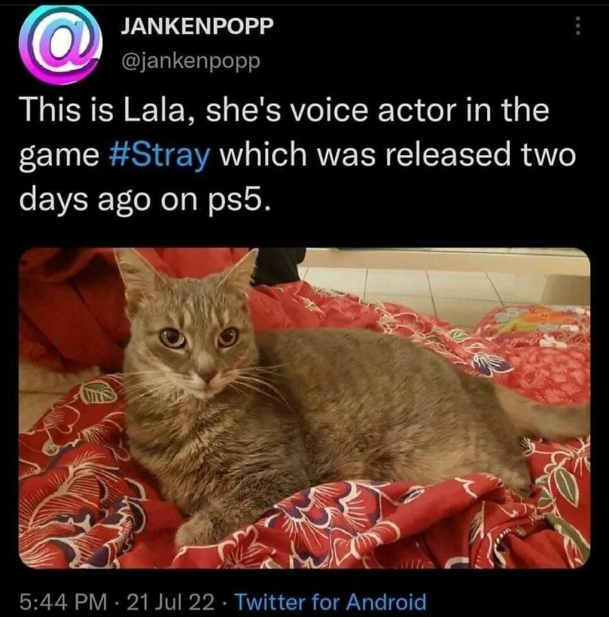 Gray tabby cat lying on a red patterned blanket featured in chucklesome cat memes popular on the internet.
