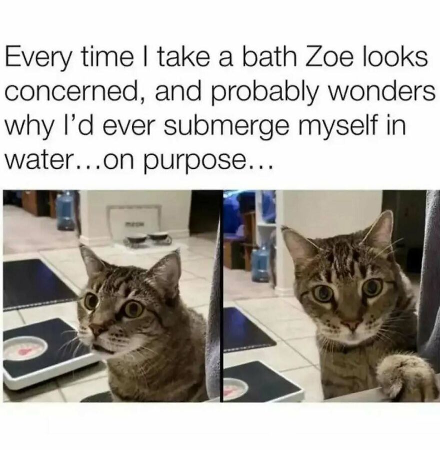 Tabby cat looking concerned beside a scale, capturing a chucklesome cat meme about bath time and water aversion.
