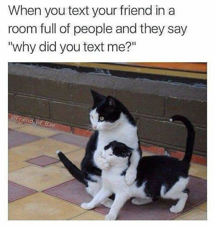 Black and white cats in a funny meme about texting a friend in a room full of people, chucklesome cat memes theme.