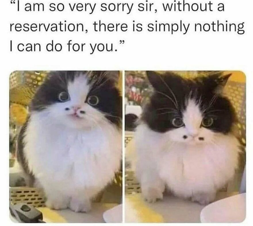 Fluffy black and white cat with wide eyes in a humorous meme, perfect for chucklesome cat memes from the internet.
