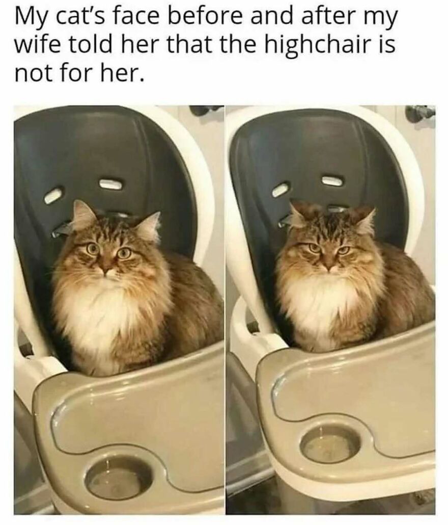 Cat memes showing a fluffy cat's funny expressions sitting in a highchair before and after being told it's not for her.