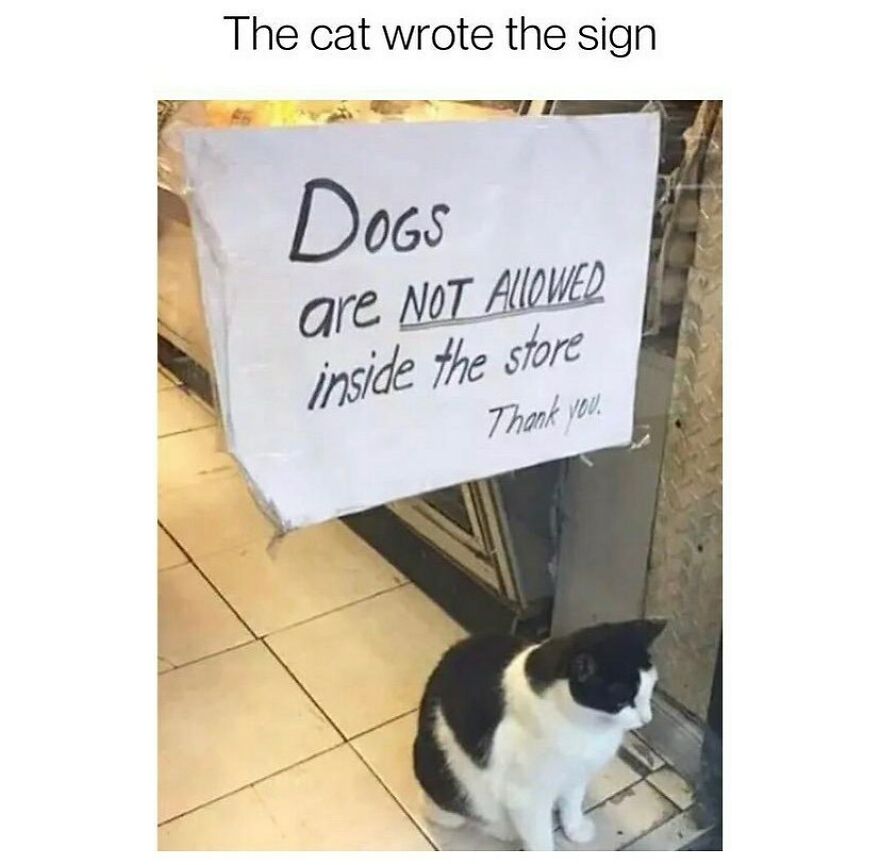 Black and white cat sitting by a handmade sign that humorously bans dogs from entering the store in a cat meme.