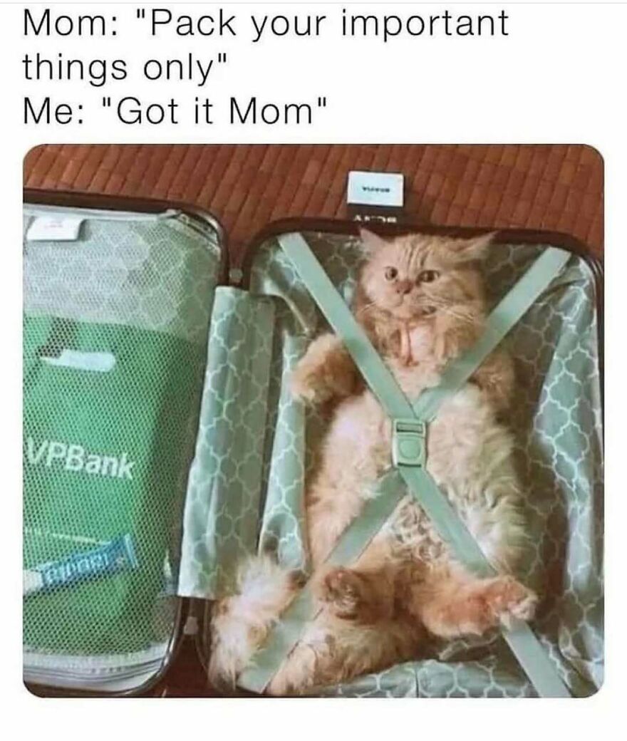 Fluffy cat secured in an open suitcase with packing straps, humorously capturing chucklesome cat memes vibe.