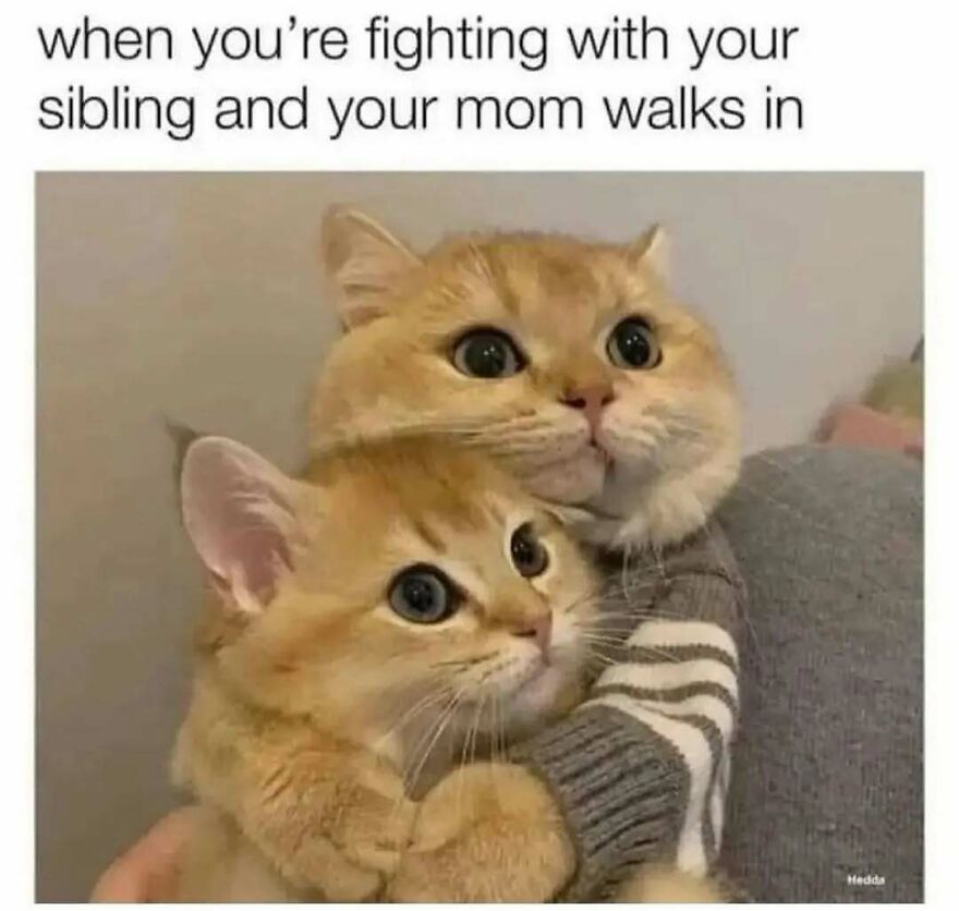 Two orange cats hugging, showing surprised expressions, perfect for chucklesome cat memes about internet humor.