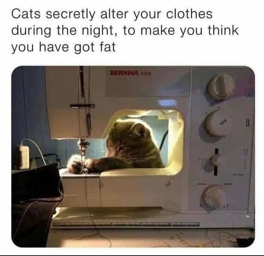 Cat meme showing a cat inside a sewing machine with a joke about cats altering clothes at night, chucklesome cat memes.