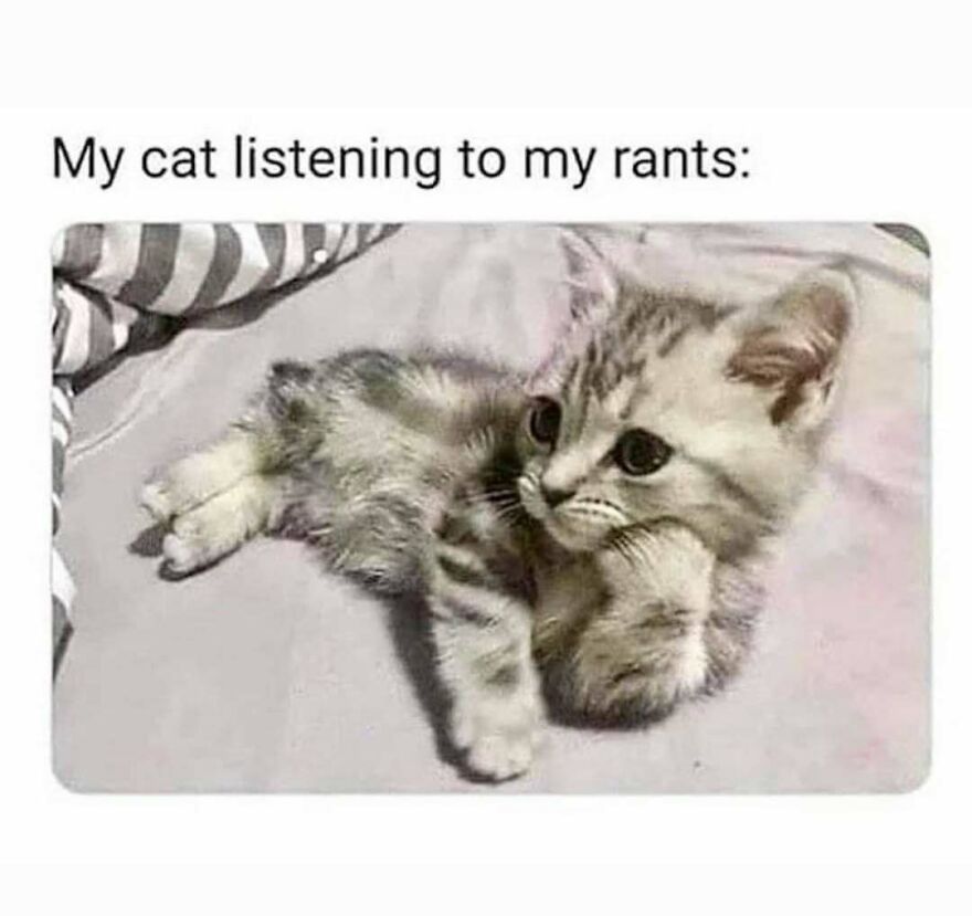 Kitten lying down with paw under chin, looking attentive in a funny cat meme about listening to rants.