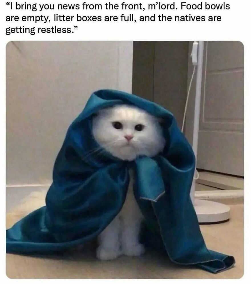 White cat wearing a blue cloak looking serious in a humorous cat meme combining chucklesome cat memes and internet humor.
