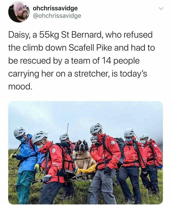 Rescue team carrying a St Bernard on a stretcher during a climb, showcasing British humor in a mountain rescue scenario.