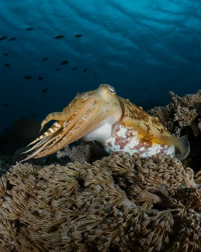 Close-up of a cuttlefish camouflaged on coral in an underwater scene showcasing incredible nature photography.