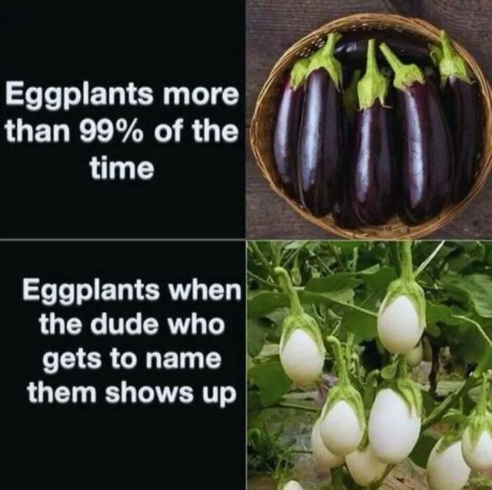Funny food meme showing purple eggplants in a basket and white eggplants growing on a plant.