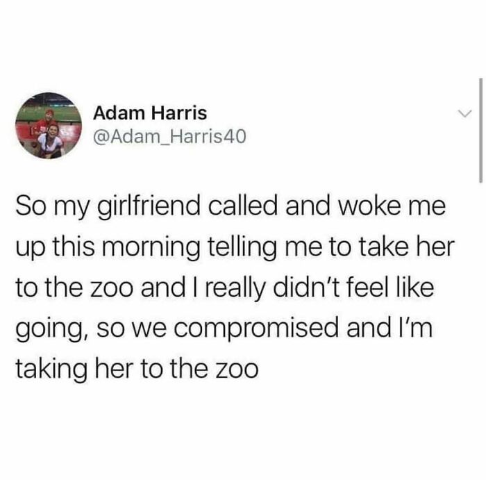 Funny tweet about compromising plans to go to the zoo, fitting British humor memes for fans of witty comedy.