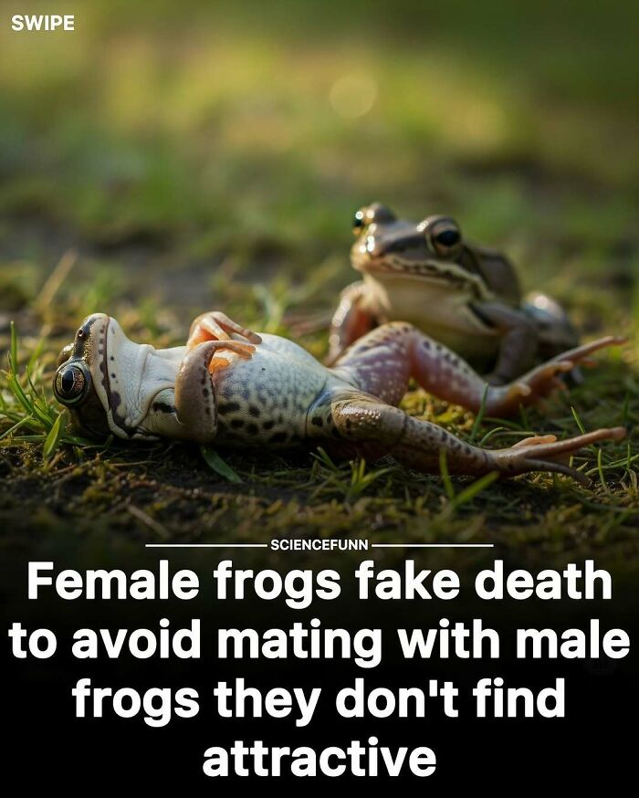 Two frogs on grass with one lying on its back, illustrating a science meme about female frogs faking death.