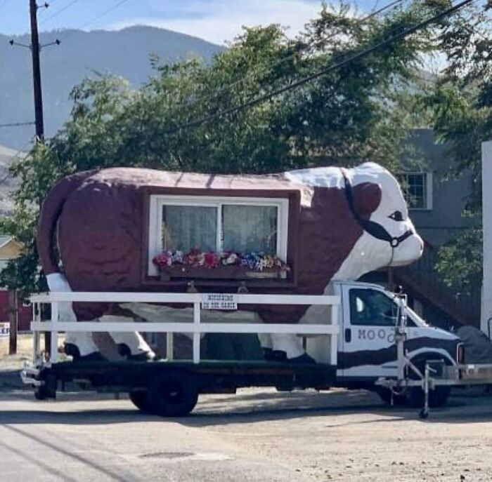 A large cow-shaped vehicle with a window and flower box, a bizarre cursed photo that confuses the mind.