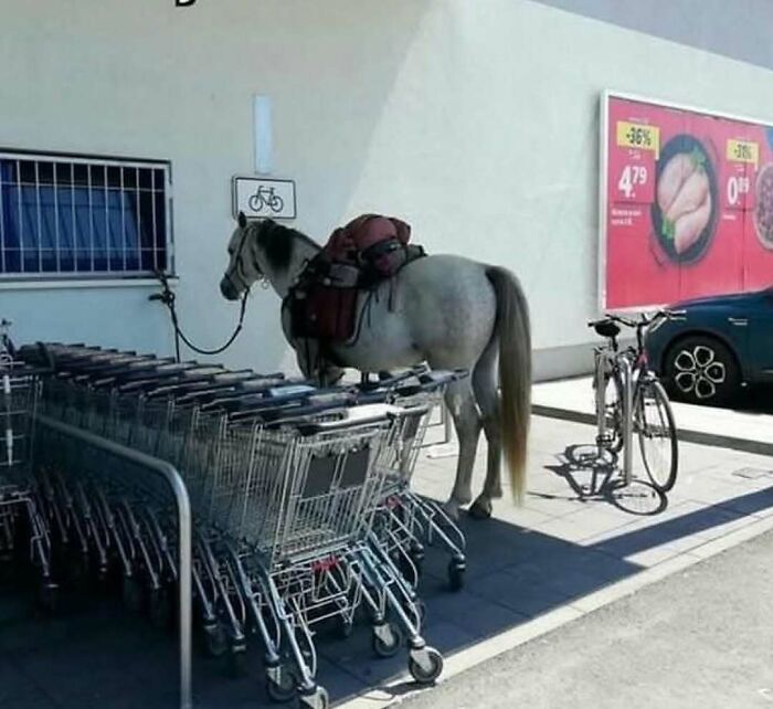 Horse tied to a bike rack next to shopping carts outside a store, a cursed photo that makes zero sense.