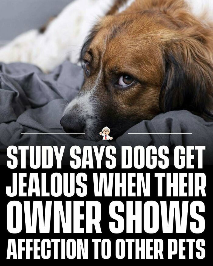 Sad dog lying on a blanket with a fact about dogs getting jealous when their owner shows affection to other pets, wholesome facts.
