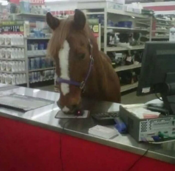 Horse standing behind a retail counter using a mouse in a store aisle, one of the cursed photos that confuse viewers.