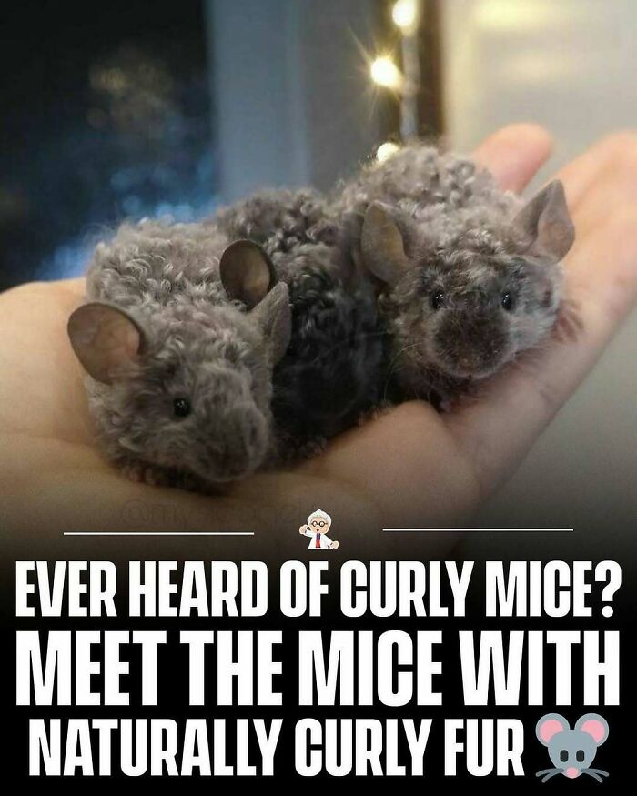 Two curly mice with naturally curly fur resting on a hand, illustrating interesting and wholesome facts from around the world.