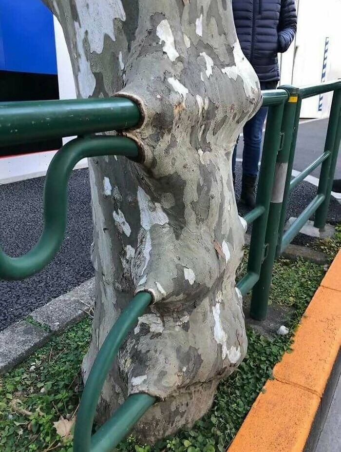 Tree growing around green metal railing in a cursed photo that makes zero sense but stays stuck in our brains