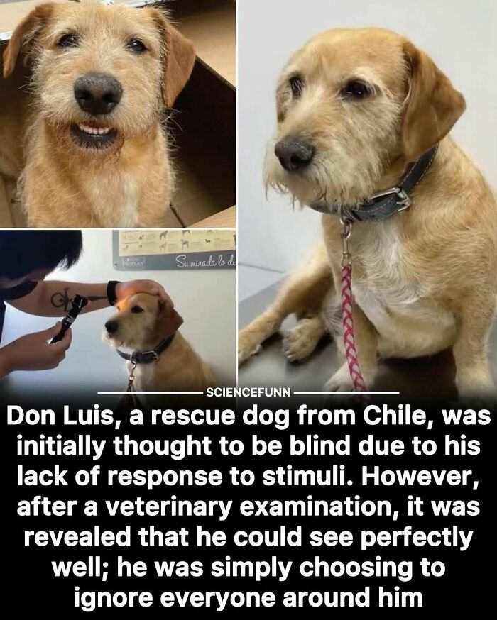 Rescue dog initially thought blind after veterinary exam shows he can see perfectly well but ignores stimuli.