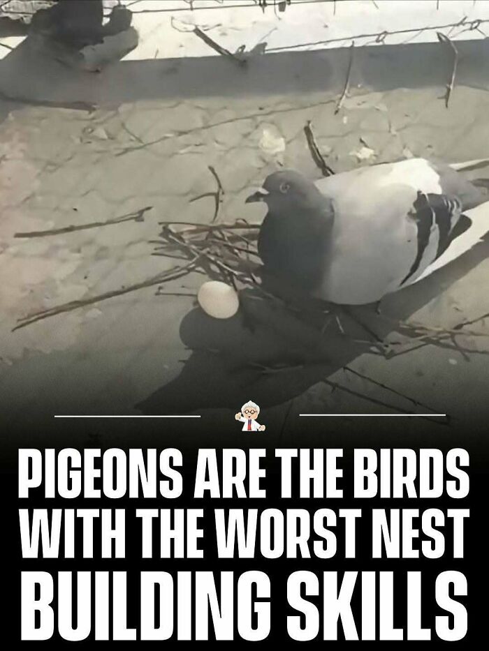 Pigeon sitting beside a poorly built nest with an egg, illustrating interesting facts about birds worldwide.