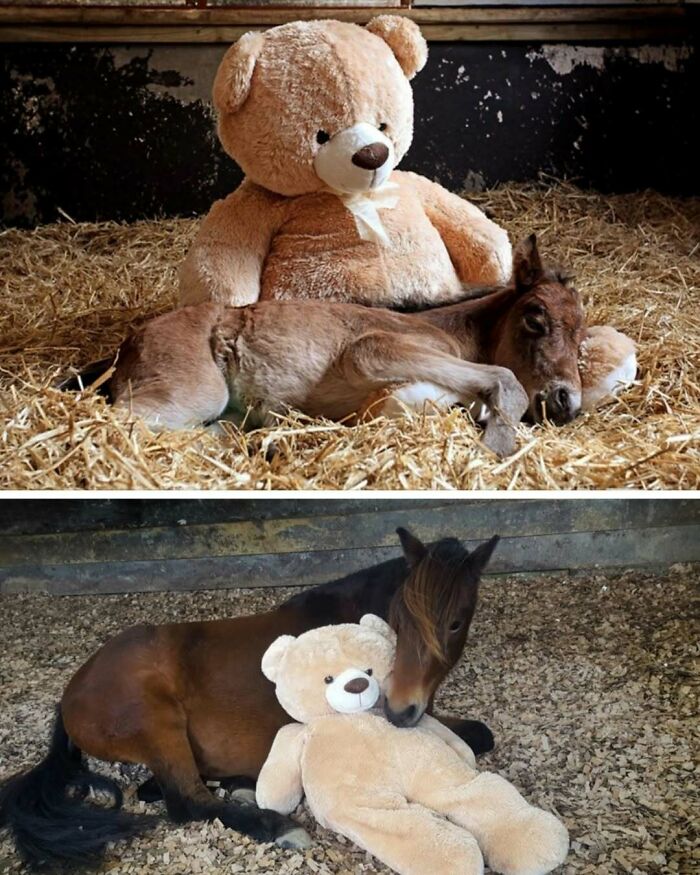 Foal resting peacefully with a large teddy bear showing uplifting moments of kindness and comfort.