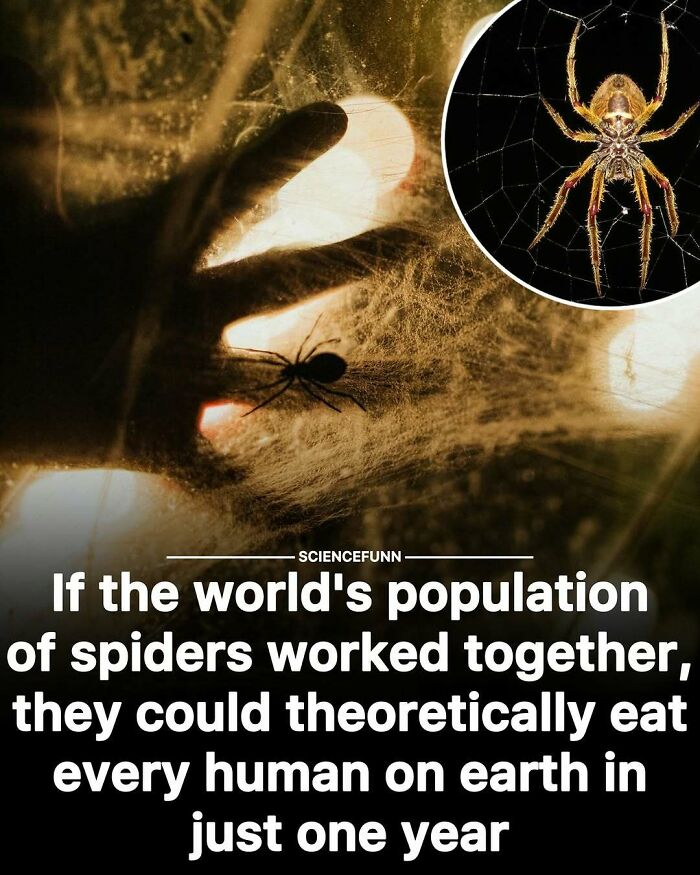 Spider fact meme showing a hand near spider web with text about spiders eating every human in a year for science memes.