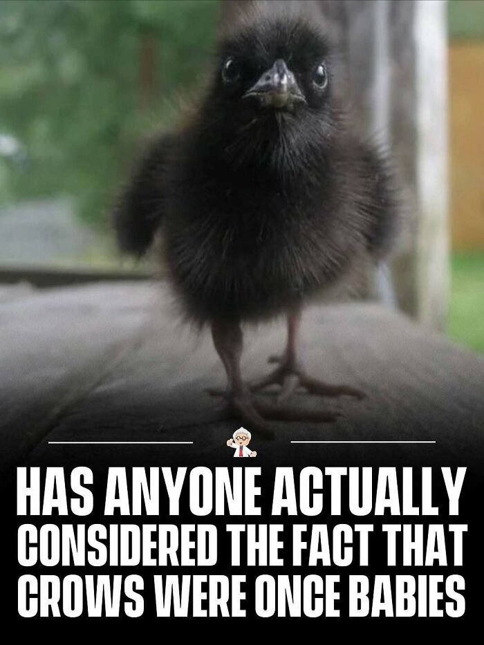 Adorable baby crow standing on a wooden surface highlighting wholesome and interesting facts from around the world.