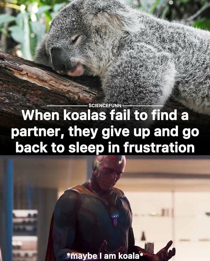 Sleeping koala on a branch with a humorous caption, paired with a superhero meme about not needing to like science.