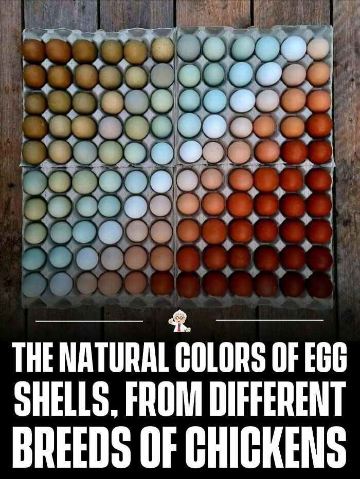 Eggs in various natural shell colors from different chicken breeds, showcasing wholesome and interesting facts worldwide.