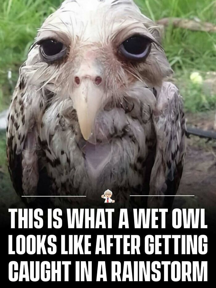 Wet owl with soaked feathers looking tired after getting caught in a rainstorm, showcasing interesting and wholesome animal facts.
