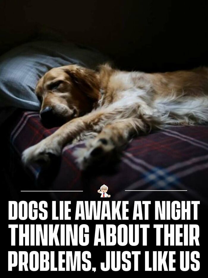 Sleeping dog on a bed illustrating wholesome and interesting facts about animals and emotions from around the world.