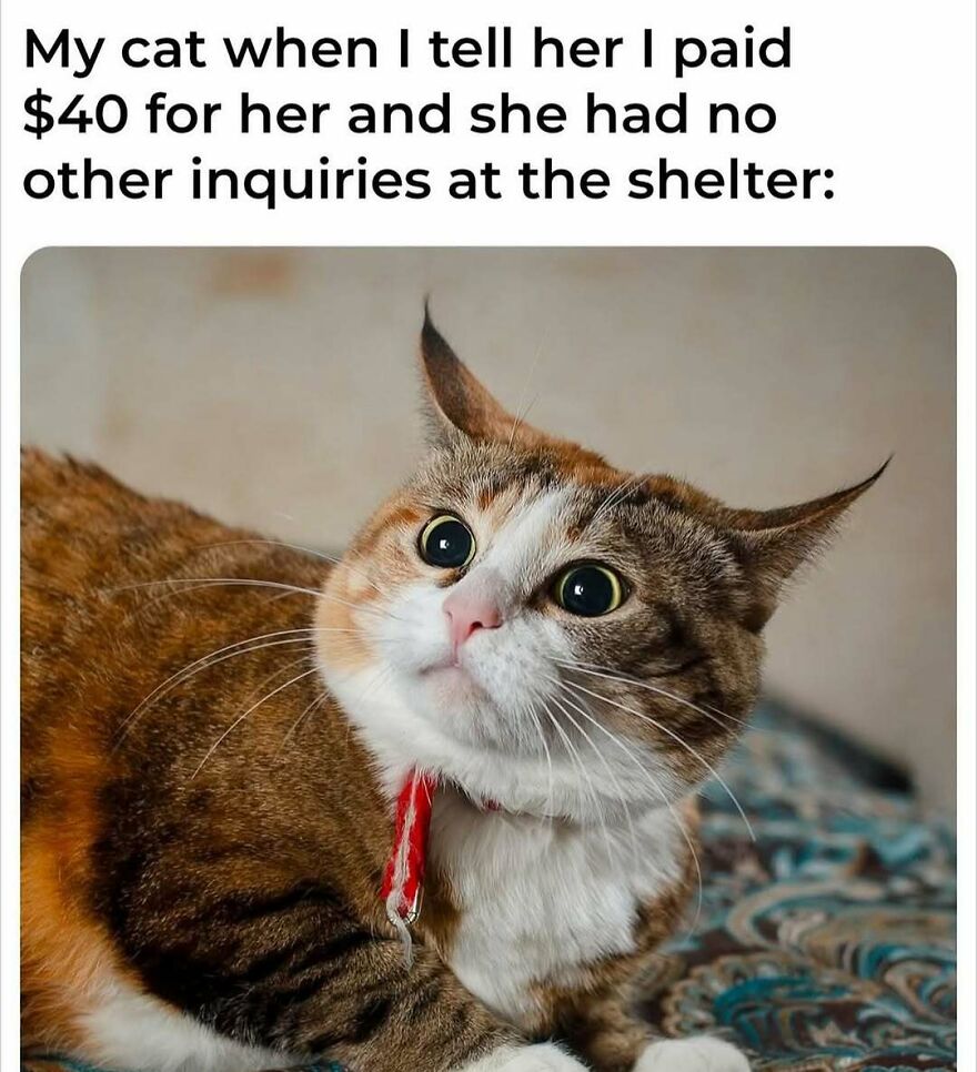 Tabby cat with wide eyes on patterned blanket, capturing a funny moment for chucklesome cat memes.